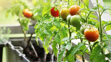 Devynių rūšių trąšos pomidorams be jokių chemikalų – laukia gausus derlius