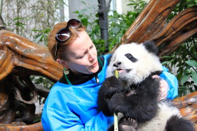 Puiki terapiją - į glėbį pasiimti minkštutę pandą / Eglės Aukštakalnytės-Hansen nuotraukos