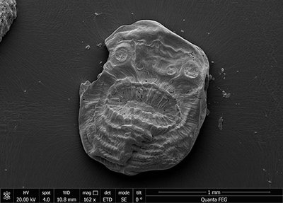 Saccorhytus coronarius, Kembridžo universiteto nuotr.