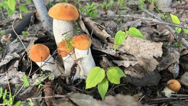 Pasakė, kodėl šiuo metu dygsta baravykai ir raudonikiai bei kur jų ieškoti: siūlo tikrinti netradicines vietas