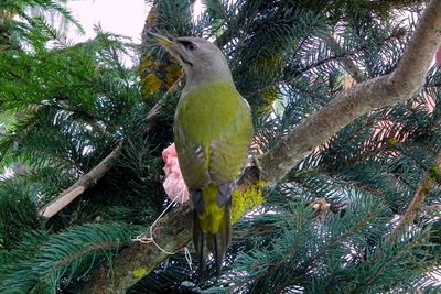 Pilkoji meleta (Picus canus)  