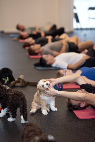 Puppy Yoga