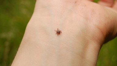 Sklypo purškimas nuo erkių ir uodų: gali padėti jais atsikratyti ar pridarys dar daugiau bėdų