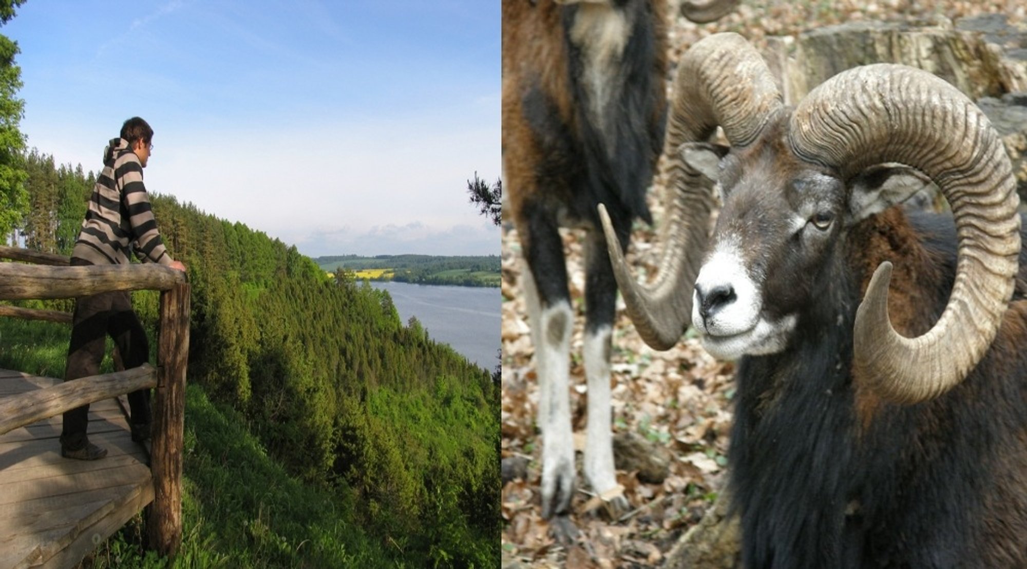 Kadagynų apsaugai - muflonų kaimenė - Delfi grynas