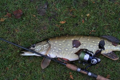 Apie 3 kg svėrusi  nedideliame tvenkinyje pagauta lydeka