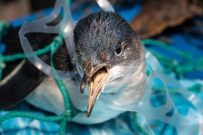 81 iš 123 jūrų žinduolių rūšių būna suėdusi plastiko arba į jį įsipainiojusi