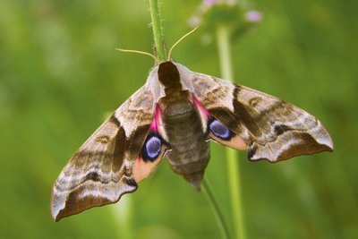 Drugys vadinamas sakalo akimi (Smerinthus ocellata) priklauso sfinksų šeimai