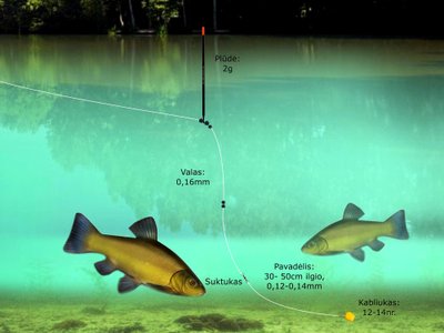 Schema. Lynų žūklė komerciniuose vandens telkiniuose