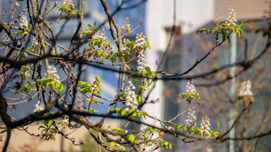 Atplūsta šilumos banga – temperatūra kils iki 20 laipsnių