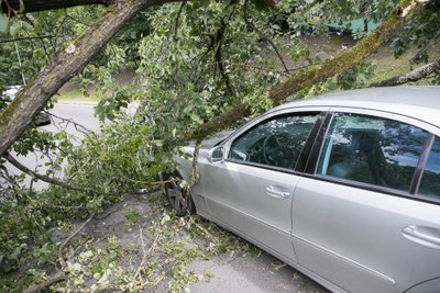 Geležinio vilko gatvėje ant automobilio užkrito medis