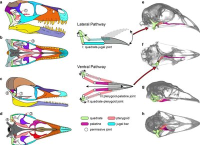 Dinozaurų ir paukščių kaukolių panašumai. Min Wang et al. iliustr.