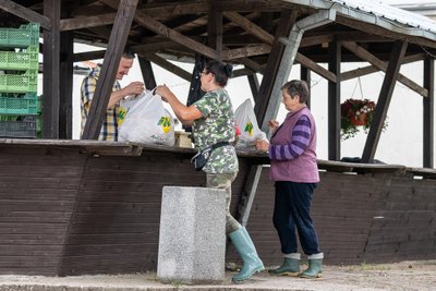 Grybų supirkimas