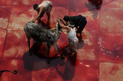 Galvijai skerdžiami musulmoniškoje Eid-al-Adha šventėje Pakistane