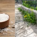 Naikinate piktžoles druska? Sodininkas paaiškino, kokių tai gali sukelti bėdų