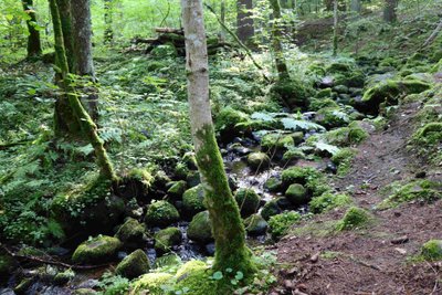 Lopaičių pažintinis takas