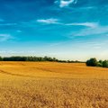 Patvirtintos 2025 m. tiesioginių išmokų taisyklės: ūkininkų laukia naujos galimybės ir svarbūs palengvinimai