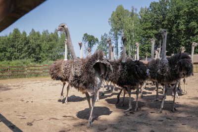 Stručių ferma Nornieki