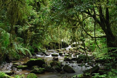 Ranomafana nacionalinis parkas, Madagaskaras