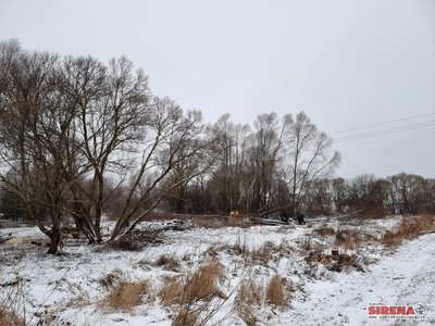 Bebrus gaudo spąstais