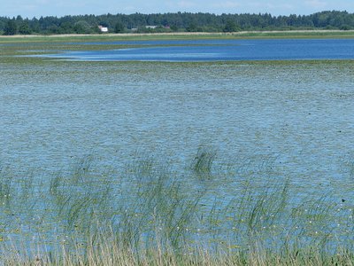 Nemuno delto gyventojai jau dabar dažnai kenčia nuo potvynių, tačiau gali būti, jog kylant vandens lygių ši vietovė apskritai atsidurs po vandeniu