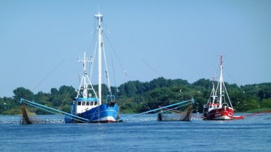 Žuvų išteklių atkūrimas Kuršių mariose: 12 įmonių atsisako žvejybos kvotų