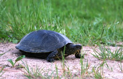 Balinis vėžlys (Emys orbicularis) aut. Dalia Bastytė