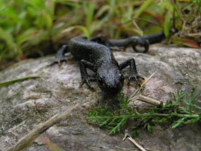 Skiauterėtasis tritonas (Triturus cristatus) aut. Merike Linnamagi