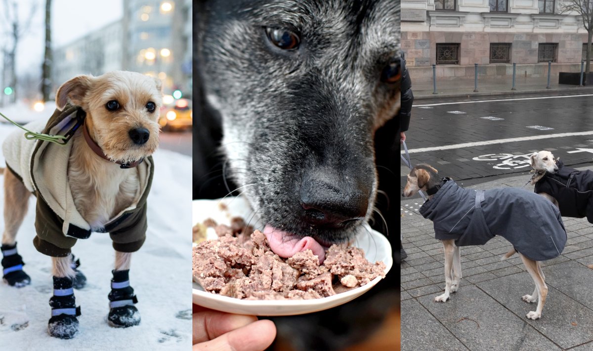 Veterinarė pataria, kaip tinkamai apsaugoti augintinius nuo šalčio