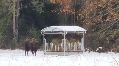 Atidaromas naujas stumbrynas VSTT