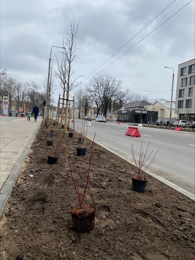 Vilniuje  pasodinta apie 2 tūkst. krūmų