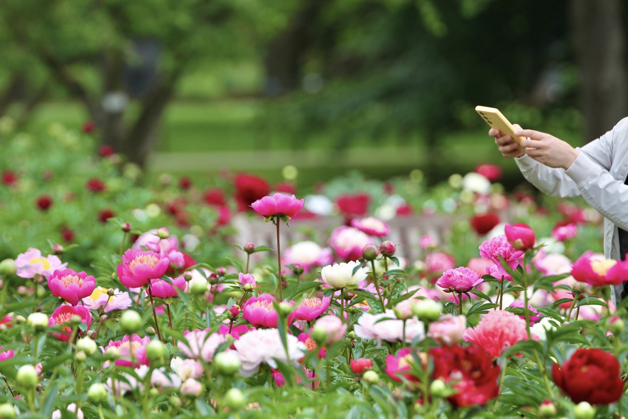 Lithuania's Largest Peony Collection Blooms, Inaugural Festival Held
