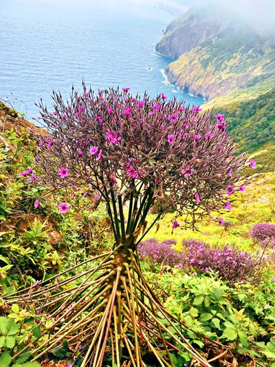 Madeira, nuotr. iš asmeninio archyvo