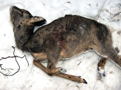 Brakoierių nukankinta stirna / V. Ribikausko nuotr.