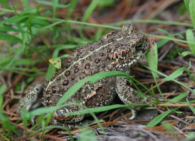 Nendrinė rupūžė (Bufo calamita) aut. Remigijus Račas