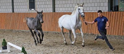 Vertinimo metu stebima kumeliuko koordinacija, sportiškumas, charakteris ir daug kitų savybių