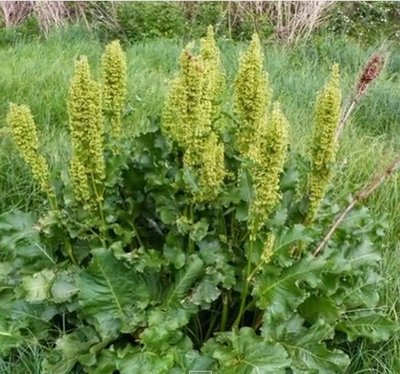 Tankiažiedė rūgštynė (Rumex confertus)