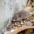 Graužikai amžiams paliks jūsų namus ir sodą: kaip greitai pašalinti peles