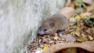 Graužikai amžiams paliks jūsų namus ir sodą: kaip greitai pašalinti peles