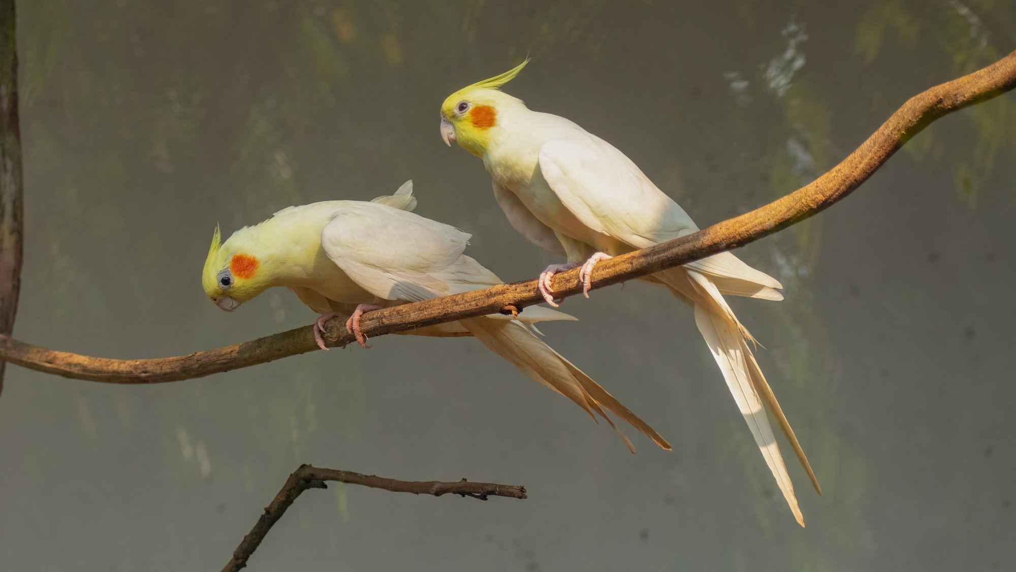 Scientists Conclude Study on Bird Masturbation, Advise Non-Interference
