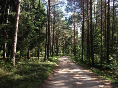 Specialistai sako, kad grybų reikia ieškoti ne miške, bet parkuose ir prie sodybų