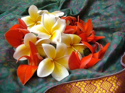 Frangipani žiedai (Indija)