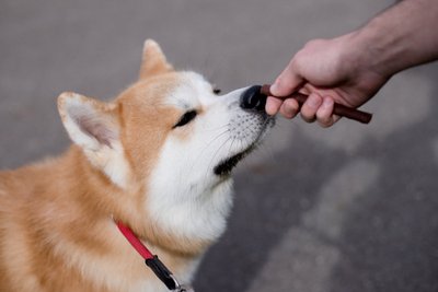 Šuniukas Hachiko