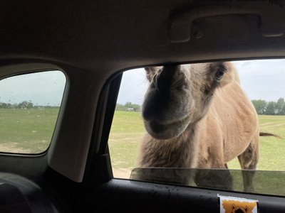 Safari parkas Anykščiuose