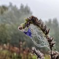 Vakarinėje šalies dalyje fiksuojama kruša, naktį laukiama šalnų