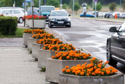 Miestų gėlės dažnai nukenčia ir nuo vandalų