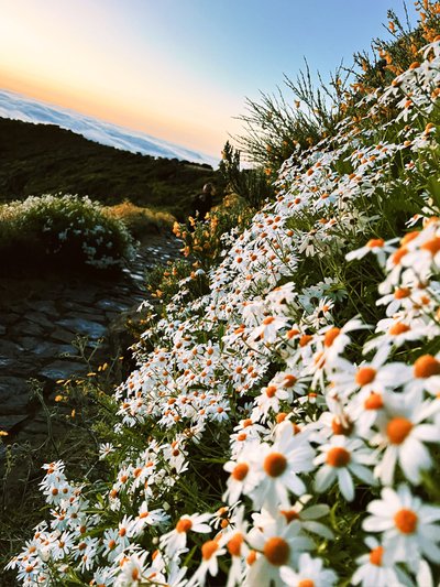 Madeira, nuotr. iš asmeninio archyvo