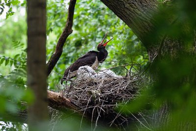 Šimonių giria Aukštaitijos saugomų teritorijų direkcijos nuotr.