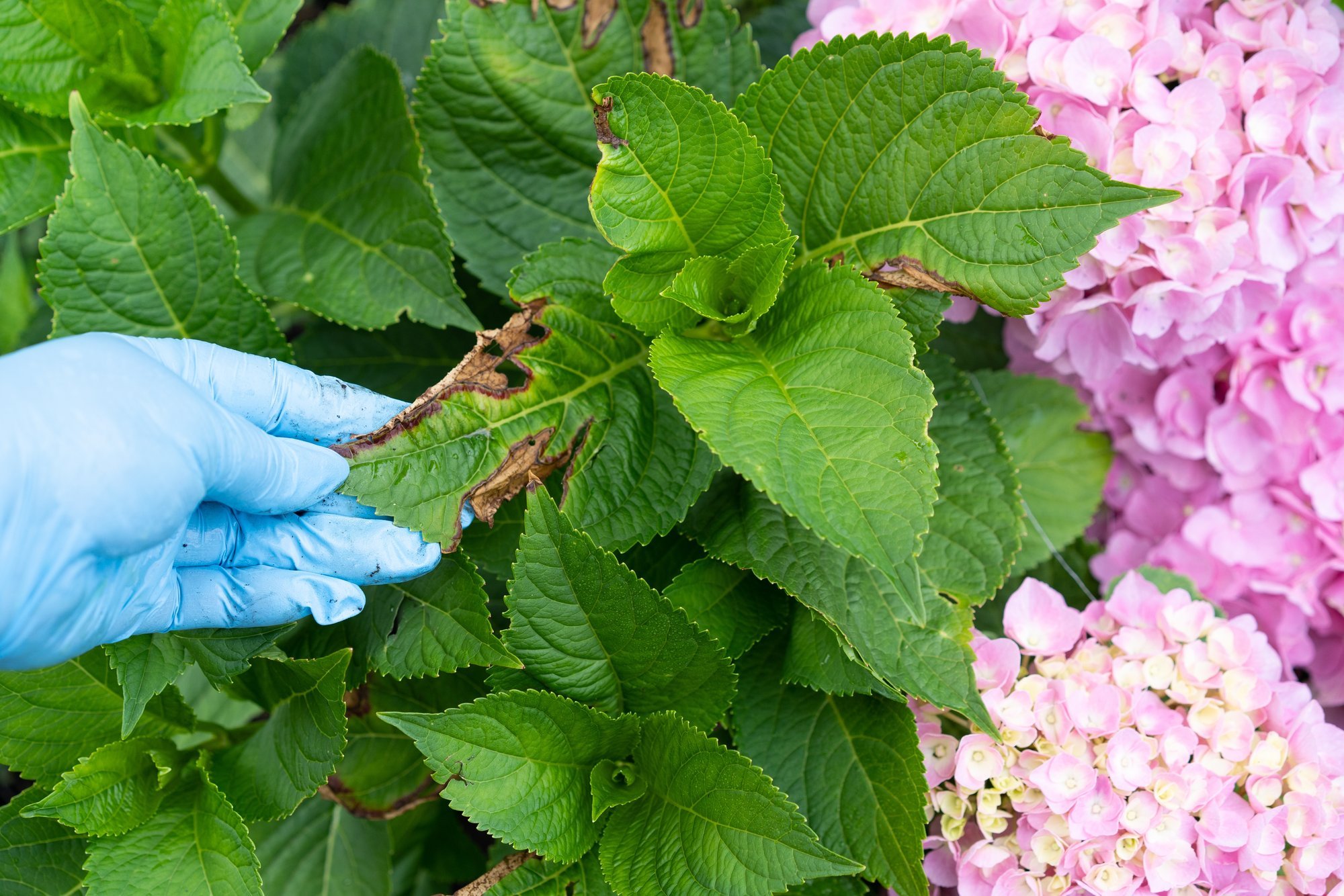 Hydrangeas Send Clear Signal: Don't Ignore These Signs on Leaves
