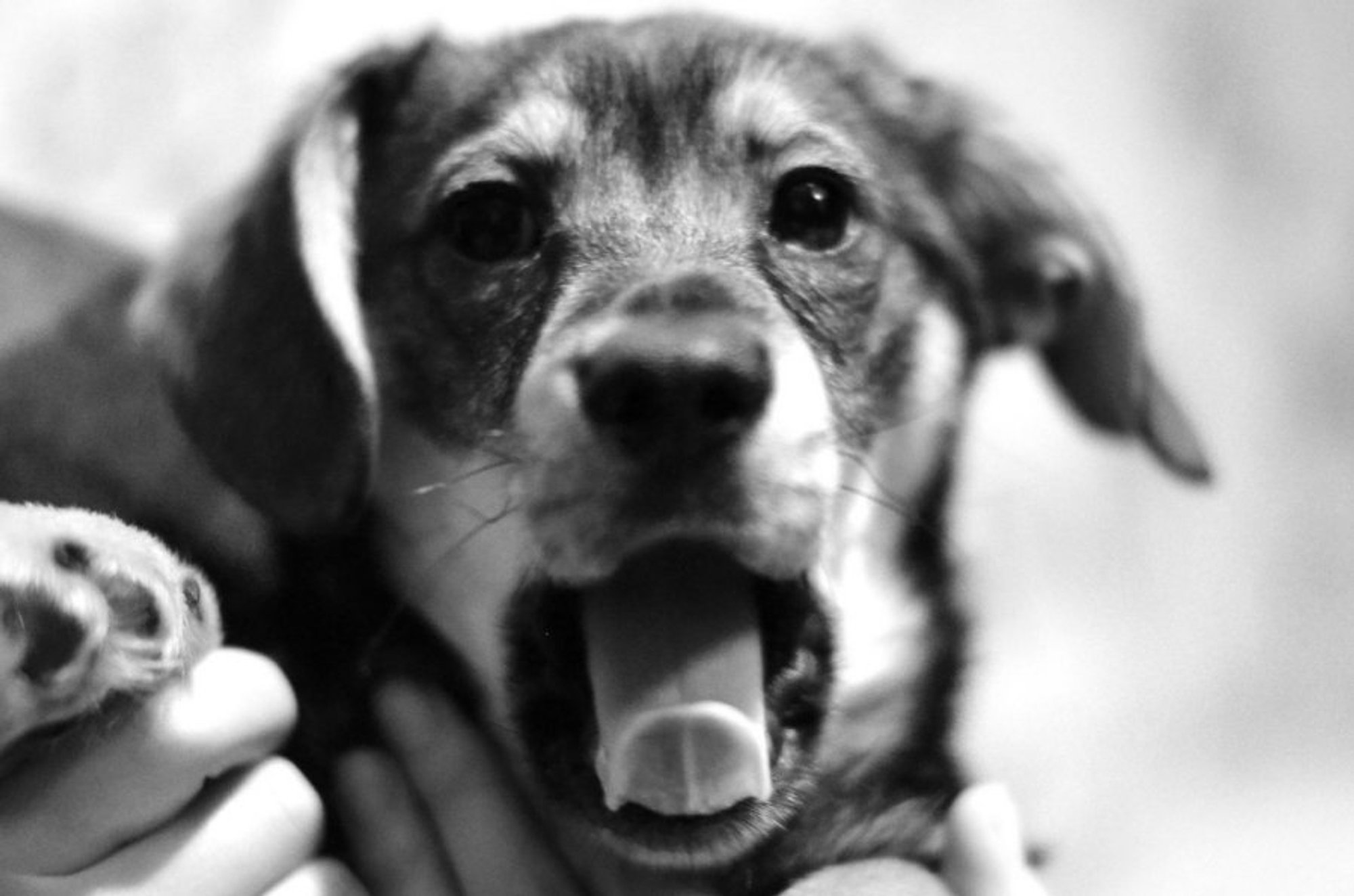 Mažylio Dogio laukimas: noriu turėti namus! - Delfi kartu