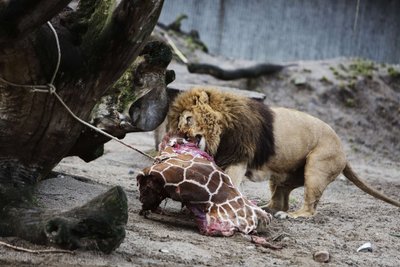 Sveikas žirafos patinėlis užmuštas Kopenhagos zoologijos sode